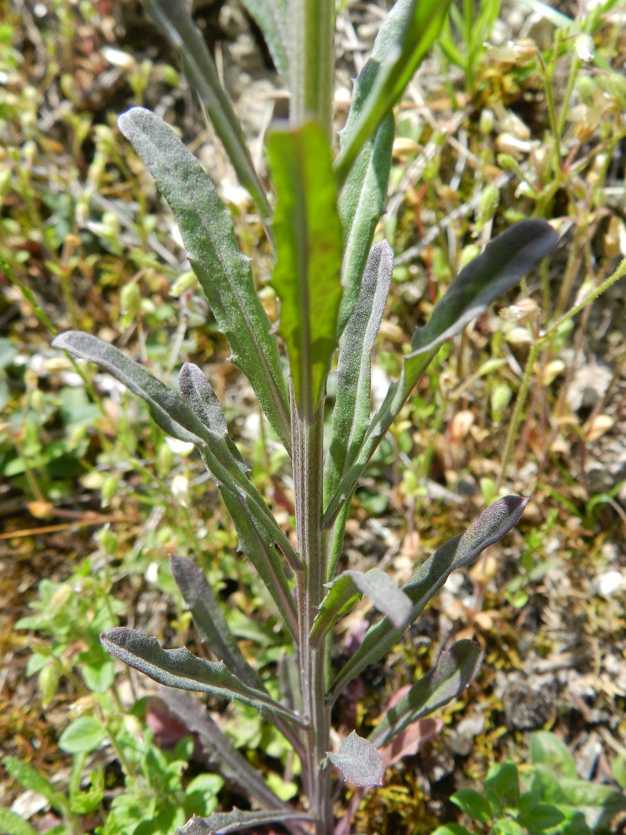 Erysimum virgatum